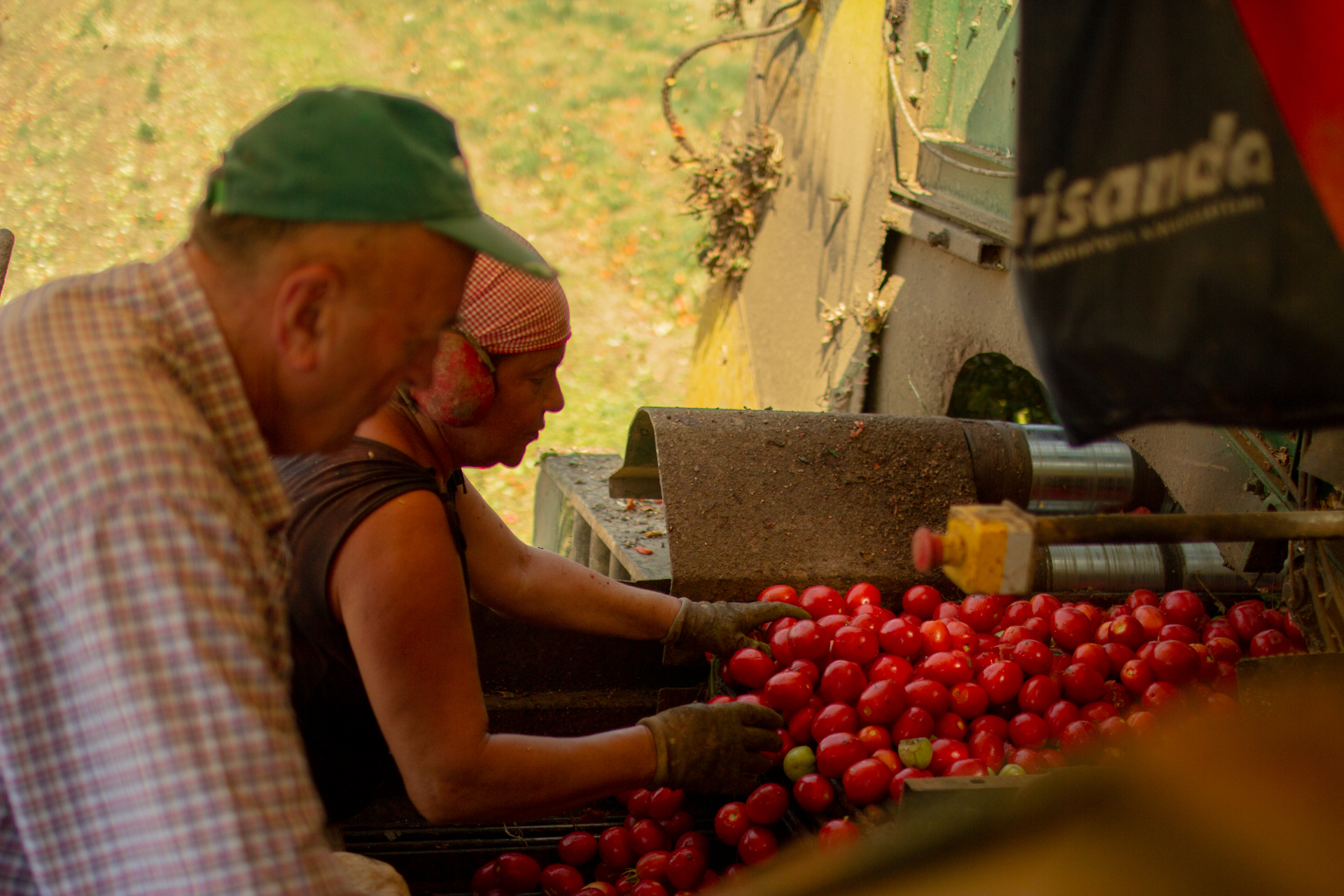 farmers working on truck tomatos